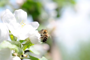 Bee on apple flower