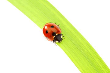 ladybug on grass
