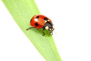 ladybug on grass