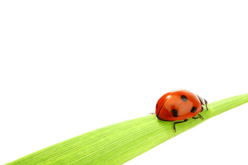ladybug on grass