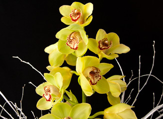 Green orchids