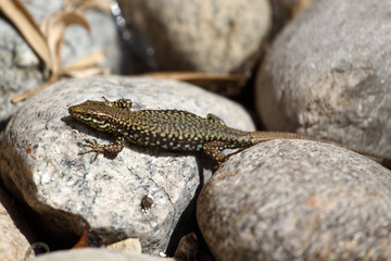 lizard