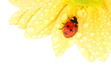 ladybug on yellow flower