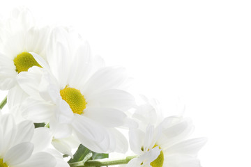 Daisies flowers on white background