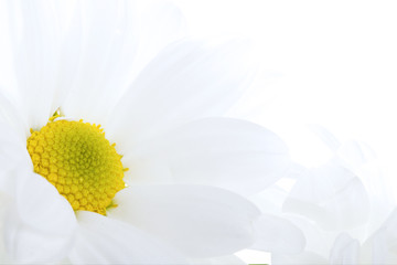 High-key macro photograph of a daisy flower