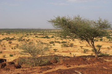 Savanna in Africa