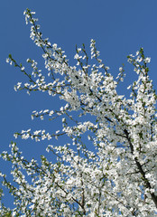 Cherry blossom