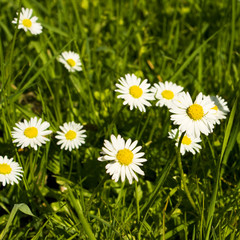 G&auml;nsebl&uuml;mchen