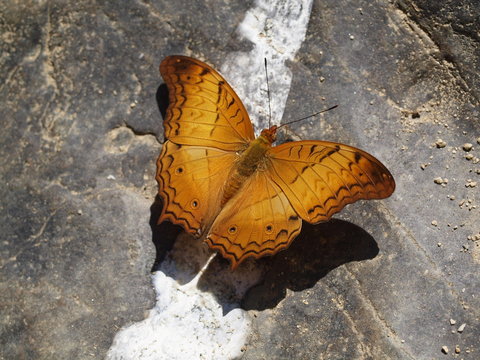 Beautiful butterfly in Thailand