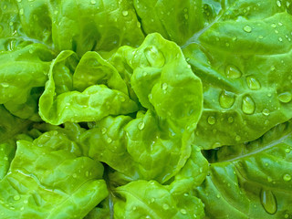 Kopfsalat - Lactuca sativa