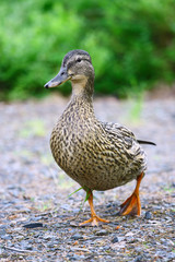 Female Mallard Duck