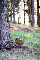 Basket with flowers