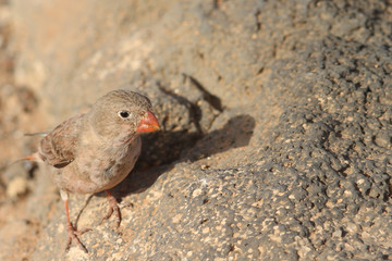 Trumpeter Finch
