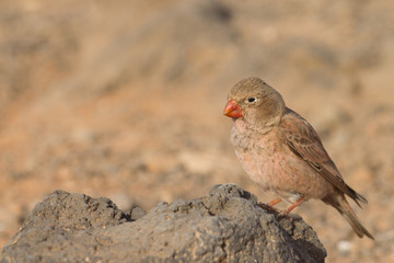 Trumpeter Finch