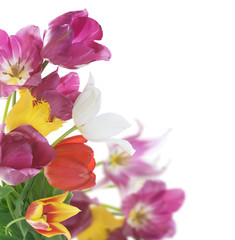 Obraz premium Spring Flowers over white. Tulips bunch