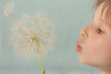 Printemps - Enfant soufflant un Pissenlit 02