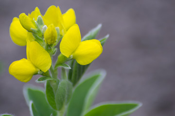 gelb blühende Blume