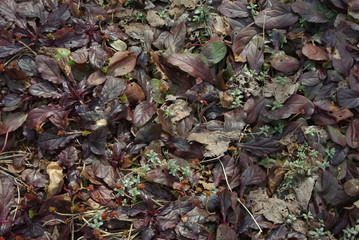 Green sprouts amongst dry herb
