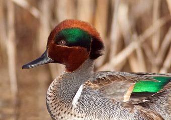 Green Winged Teal Close-up