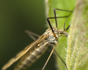 Tipulidae