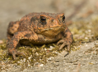 Bufo bufo