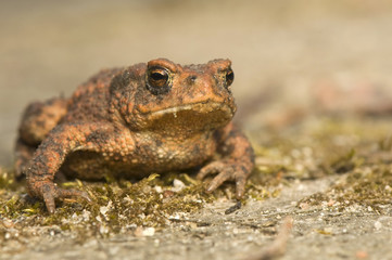 Bufo bufo