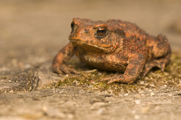 Bufo bufo