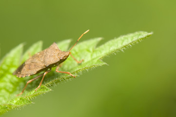 Heteroptera