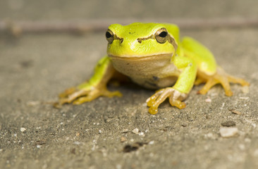 Hyla arborea