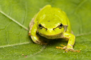 Hyla arborea