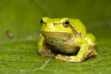 Hyla arborea