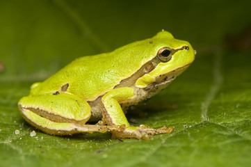 Hyla arborea