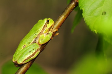 Hyla arborea