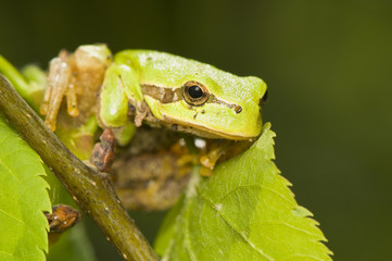 Hyla arborea
