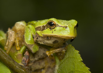 Hyla arborea