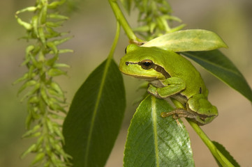 Hyla arborea