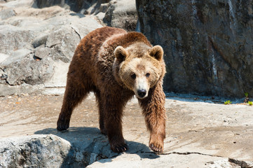 Brown bear at rock