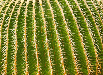 natural floral cactus background