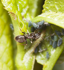 Black ants feeding on aphids, extreme close up