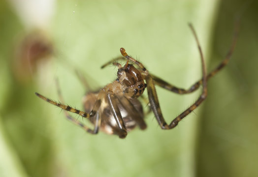 Small spider, extreme close up