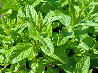 Marokkanische Teeminze