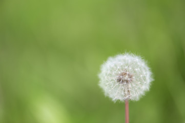 Dandelion blowball flower on green grass background