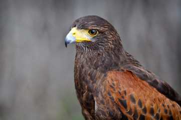 Harris Hawk