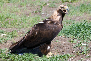 Орел. Заповедник Галичья гора.