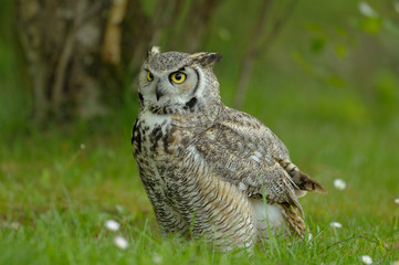 Fototapeta premium hibou