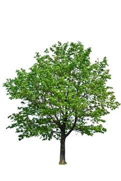 green tree isolated on a white background