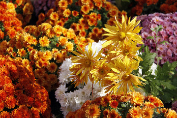 herbstblumen