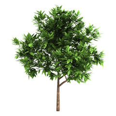 Fototapeta premium 3d Green beautiful tree on a white background