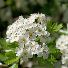 Weißdorn - Crataegus