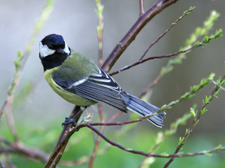 Great tit on branch posing